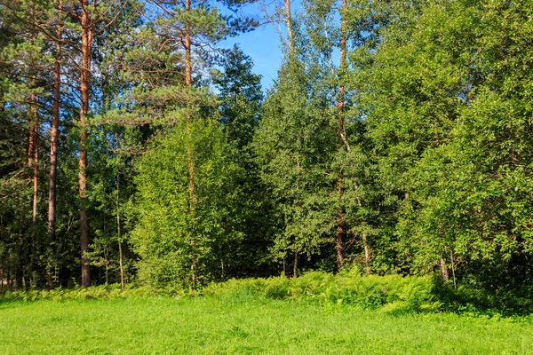 Zicht Een Gemengd Loof Naaldbos Rusland Zomer Landschap — Stockfoto