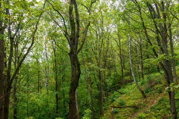 Vista Bosque Verde Verano —  Fotos de Stock