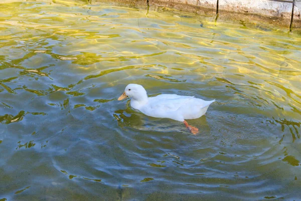 Pato Doméstico Nadando Uma Lagoa — Fotografia de Stock