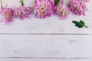 Beyaz ahşap arka planda güzel kasımpatılar. Üst görünüm, alanı kopyala