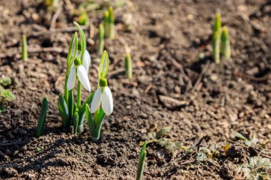 Kardelen çiçekler (Galanthus nivalis) erken bahar beyaz