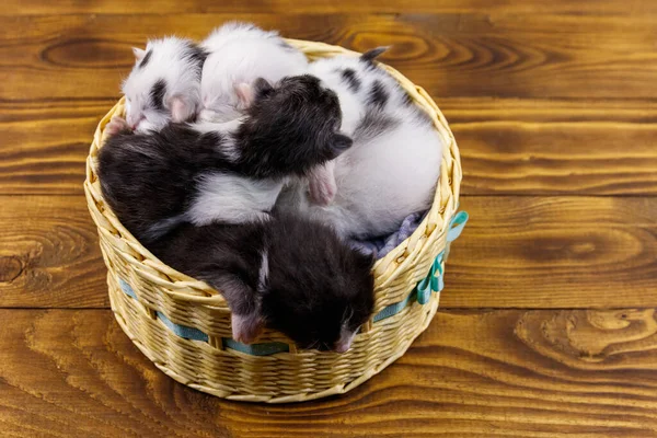 Pasgeboren Kittens Rieten Mand Houten Vloer — Stockfoto