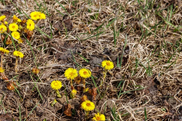 Çayır Üzerinde Coltsfoot Çiçeği Tussilago Farfara — Stok fotoğraf