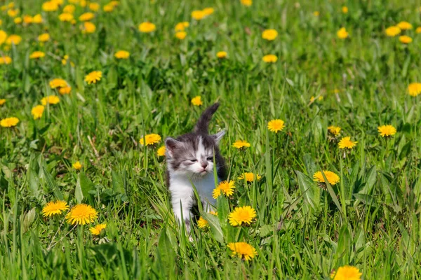 Маленький Кошеня Жовтих Квітках Кульбаби Молодий Кіт Зеленому Лузі — стокове фото