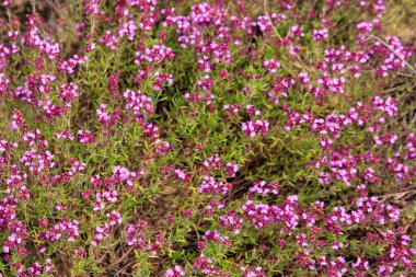 Çayırda mor yabani kekik çiçekleri