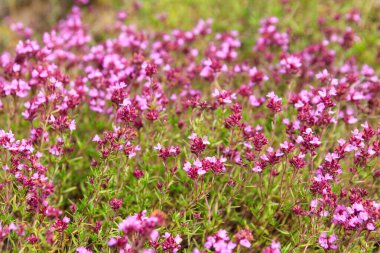 Çayırda mor yabani kekik çiçekleri
