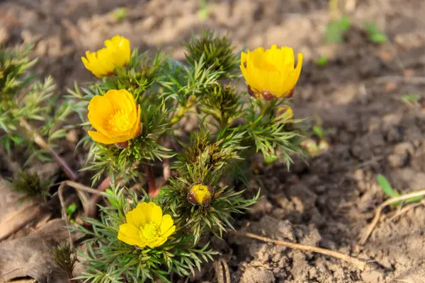 Fleur Adonis Jaune Dans Jardin Printemps — Photo