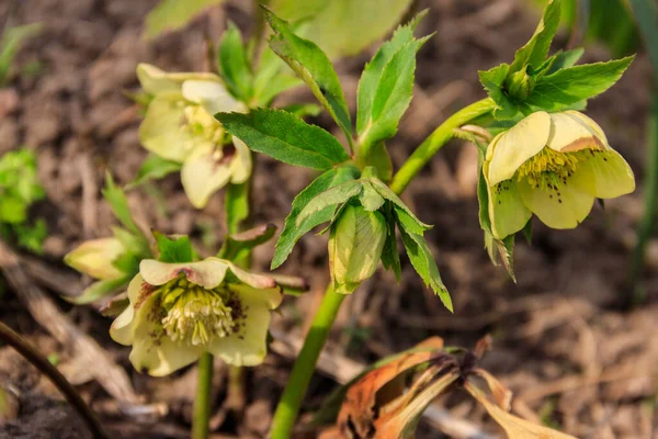 Zöld Hellebore Virág Virágágyás Kertben — Stock Fotó