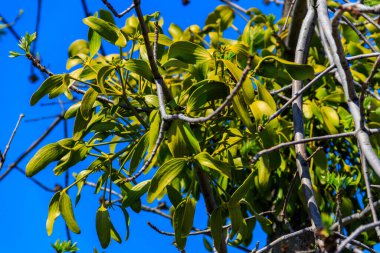 Bir ağaçta büyüyen ökseotu (Viscum albümü)