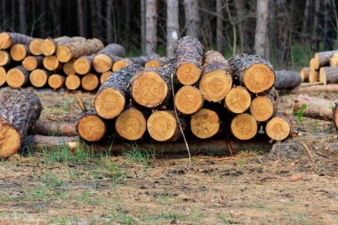 Yığılmış ağaç gövdeleri çam ormanlarındaki kereste endüstrisi tarafından devrilmiş.