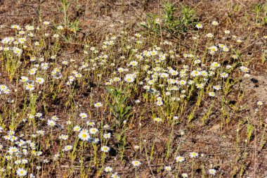Baharda çayırdaki beyaz papatya çiçekleri