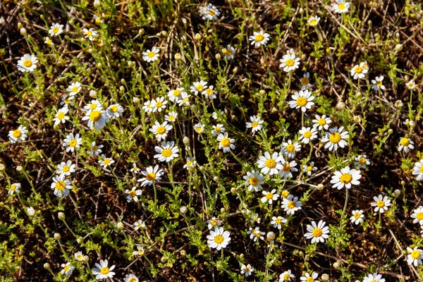 Fleurs Camomille Blanche Sur Une Prairie Printemps — Photo