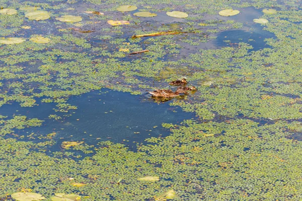 Pato Salvaje Con Patitos Nadando Lago Cubierto Hierba Verde —  Fotos de Stock