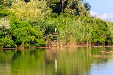 Nehrin kıyısındaki bir ağaç dalında duran büyük balıkçıl.
