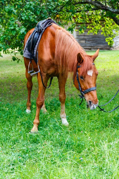 Cavalo Com Sela Pastando Prado Verde — Fotografia de Stock