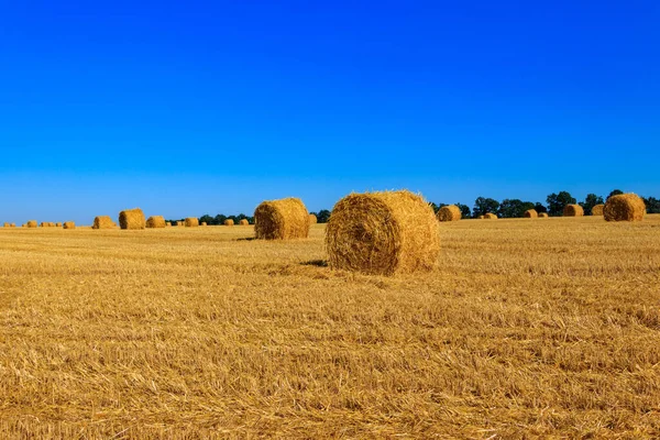 Straw Bales Field Grain Harvest — Stock Photo, Image