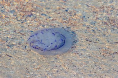 Rhizostoma pulmo, varil denizanası, çöp kapağı denizanası ya da fırfırlı ağızlı denizanası olarak bilinir.