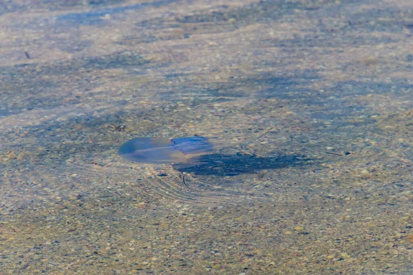 俗称枪状水母 垃圾箱盖水母或在海里漂浮的口齿不清的水母 — 图库照片