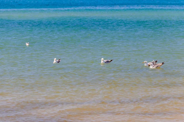 Flock Seagulls Swimming Black Sea — Stock Photo, Image