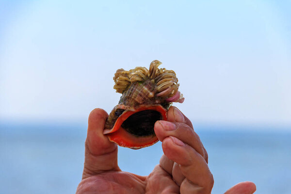 Man's hand holding a live rapana in shell on a background of a sea