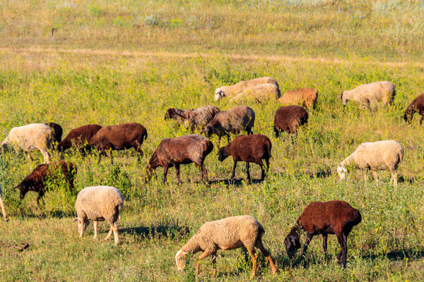 Flock of sheep grazing on a green meadow
