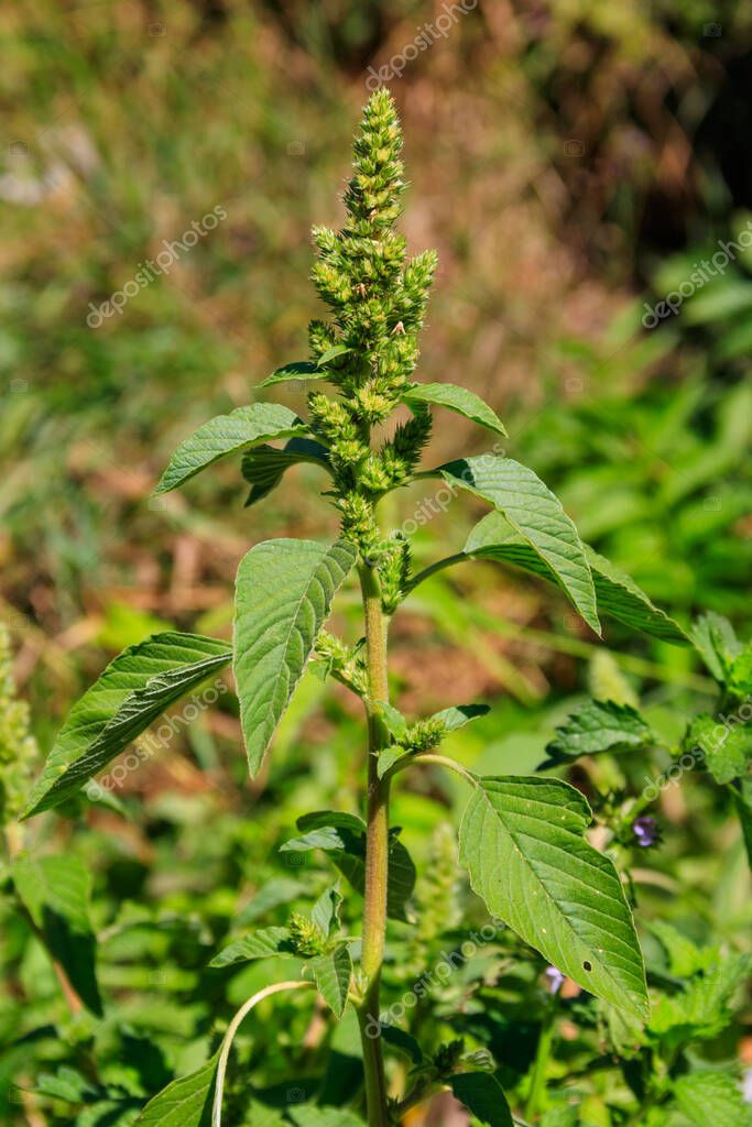 Orgazmdan keyin labiyaning fotosuratlari