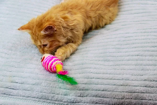 Ginger Gatito Jugando Con Juguete Una Cama — Foto de Stock