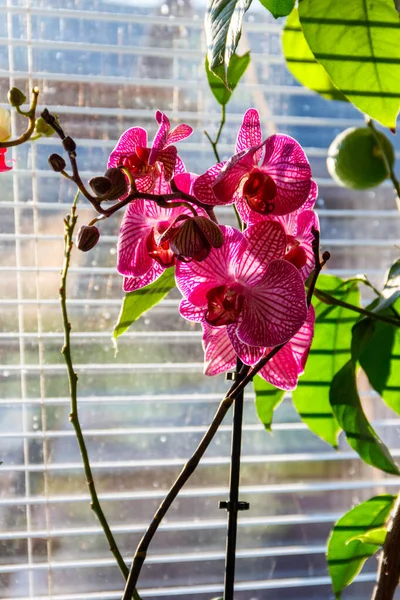 Orchid Phalaenopsis Flowers Windowsill — Stock Photo, Image