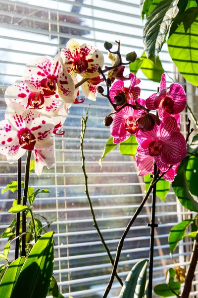 Orchid Phalaenopsis Flowers Windowsill — Stock Photo, Image