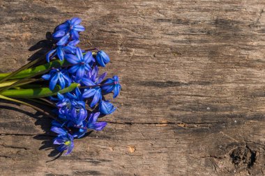 Kırsal ahşap arka planda mavi scilla çiçekleri. İlk bahar çiçekleri. Sevgililer Günü, Kadınlar Günü ve Anneler Günü için tebrik kartı. Üst görünüm, alanı kopyala