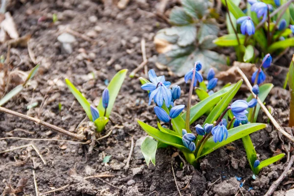 Синие Циллы Scilla Siberica Сибирский Сквилль Первые Весенние Цветы — стоковое фото