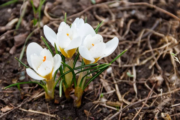 Fehér Crocus Virágok Kertben Tavasszal — Stock Fotó