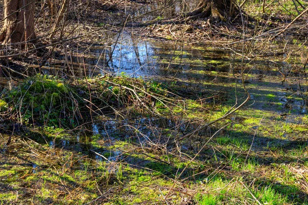 Träsk Skog — Stockfoto