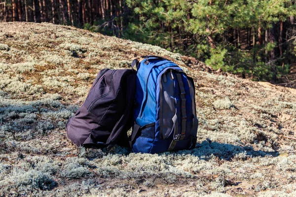 Two Tourist Backpacks Glade Pine Forest Hike Concept — Stock Photo, Image