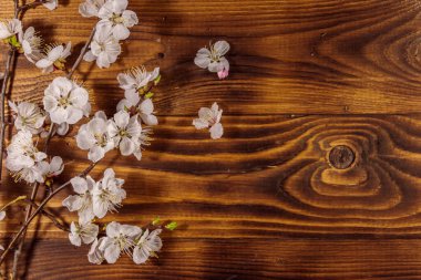 Ahşap arka planda kayısı ağacı çiçekleri. Tahta masada bahar çiçeği. Üst görünüm, alanı kopyala