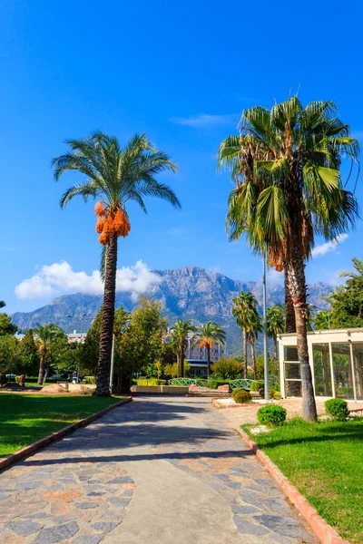 Gehweg Und Palmen Einem Stadtpark Tropische Landschaft — Stockfoto