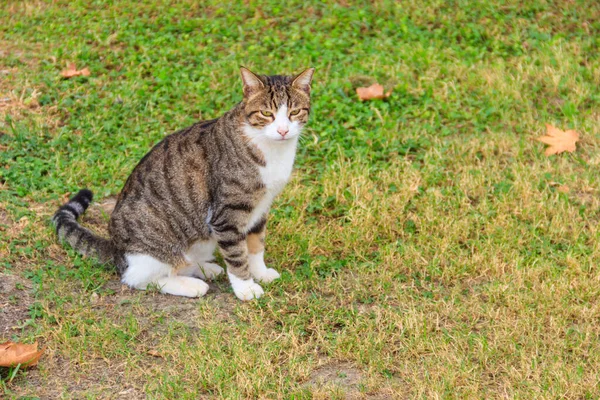 緑の芝生の上で美しいタビー猫 — ストック写真