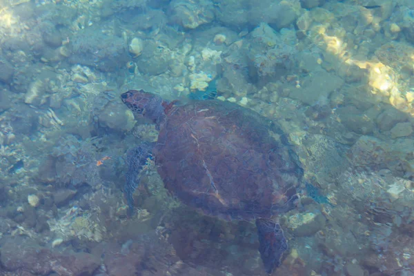 Tartaruga Marina Che Nuota Nel Mar Mediterraneo — Foto Stock