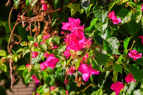 庭の美しい開花ブーゲンビリア — ストック写真