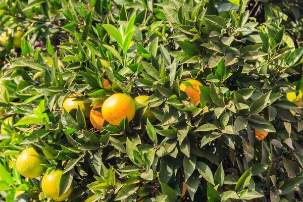 Orange fruits hanging on tree branches in the garden