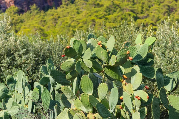 Kaktus Gruszkowy Opuntia Ficus Indica Ogrodzie — Zdjęcie stockowe