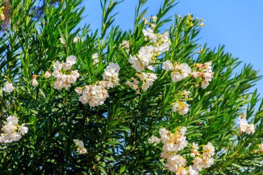 Bahçede çiçek açan beyaz Neryum zakkum