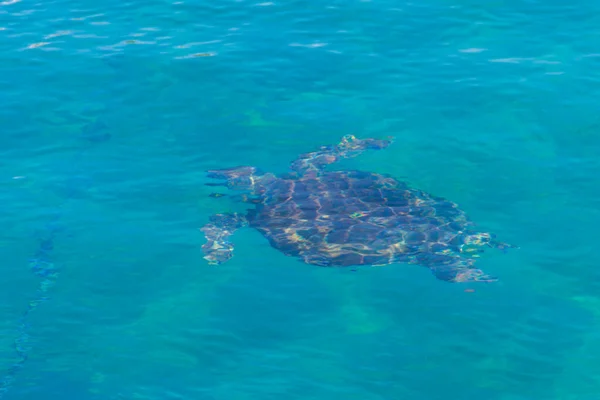Sea turtle swimming in the Mediterranean Sea