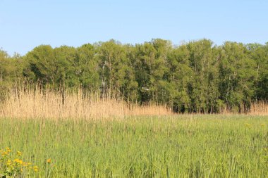 Yeşil çayır ve ağaçlarla kaplı ilkbahar manzarası