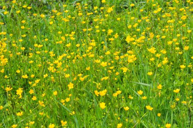 Çayırda sarı düğün çiçekleri