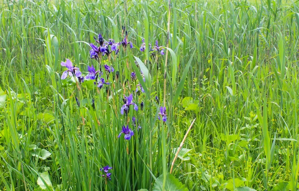 Vilda Blå Iris Blommor — Stockfoto