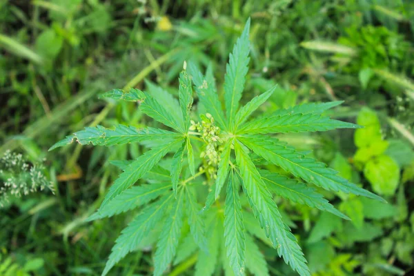 Planta Verde Cannabis — Fotografia de Stock