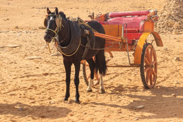 Carro Cavallo Nel Deserto — Foto Stock