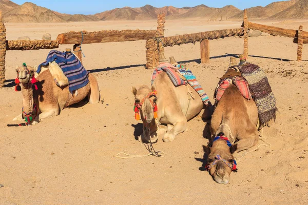 Cammelli Con Sella Beduina Tradizionale Nel Deserto Arabo Egitto — Foto Stock