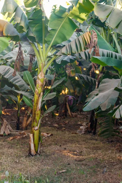 Μπανανόδεντρα Που Φυτρώνουν Στη Φυτεία — Φωτογραφία Αρχείου
